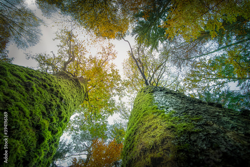 autumn trees