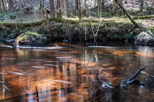 high water spring rinver in woods with brown water and old wooden logs in stream