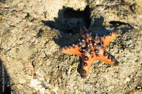 A starfish was on the rock, Dili Timor Leste