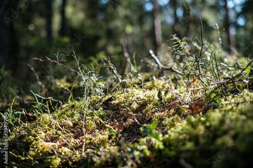 forest moss in sunny day with blur background © Martins Vanags