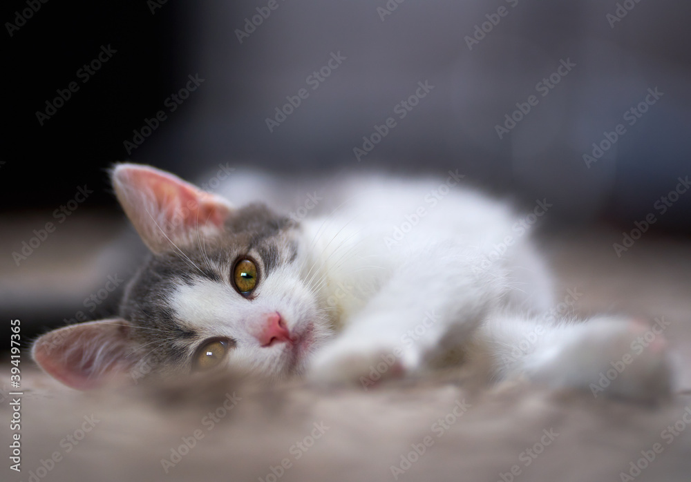 Cute kitten on the carpet