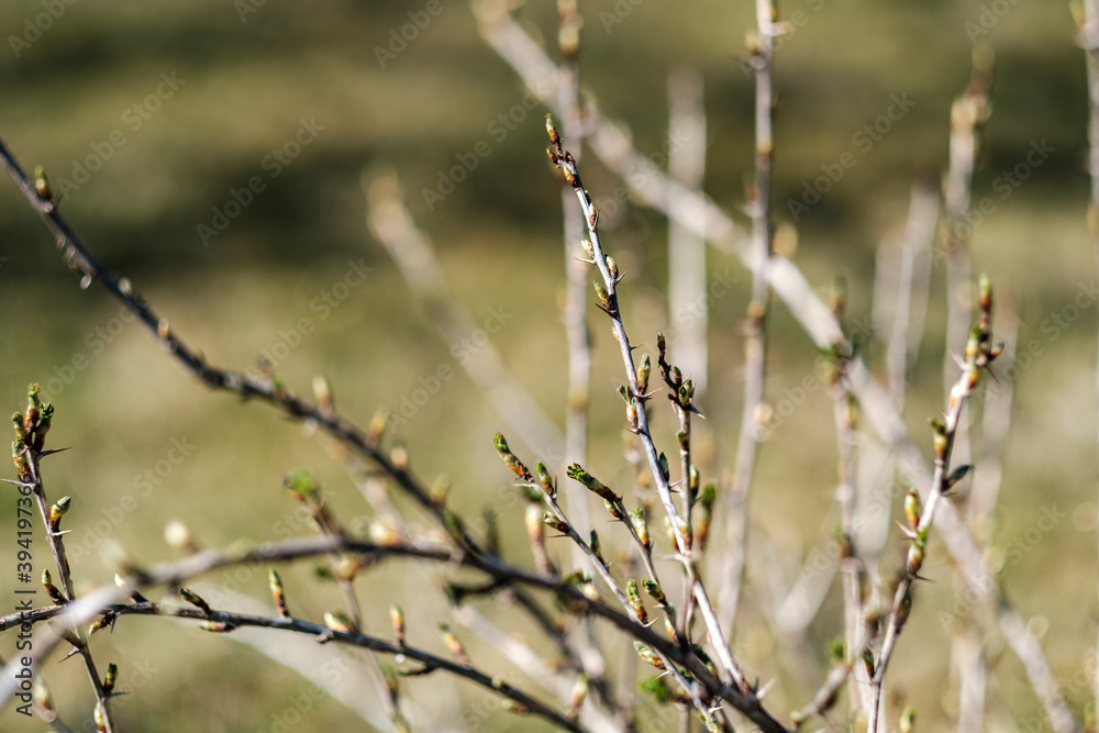 Fototapeta premium fresh spring leaves on bushes and trees with blooming flowers