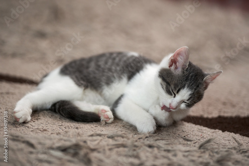 Cute kitten on the carpet