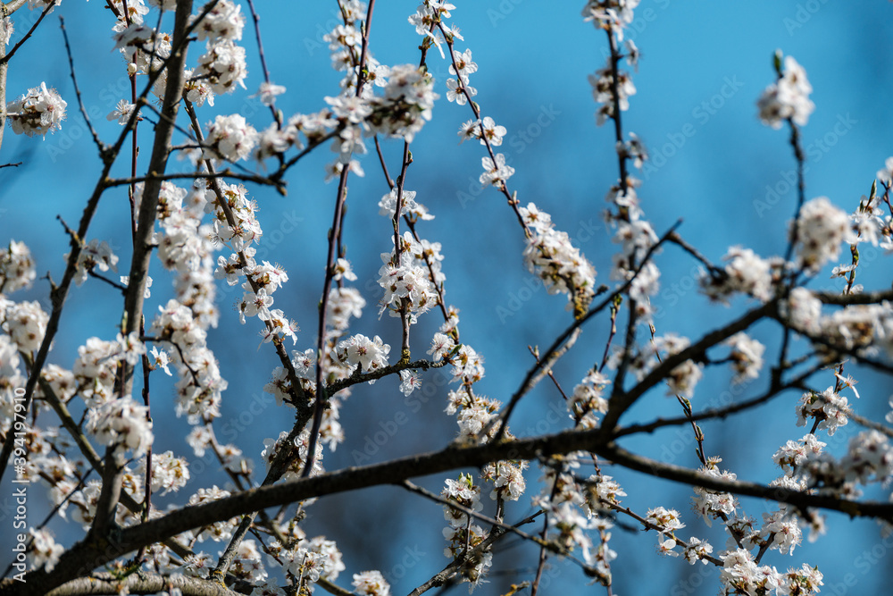 cherry tree blossoms in spring against blue sky cherry tree blossoms in spring against blue sky
