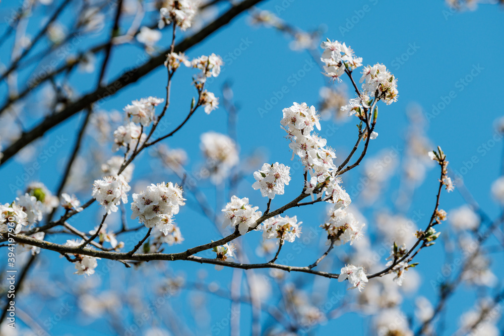 cherry tree blossoms in spring against blue sky cherry tree blossoms in spring against blue sky