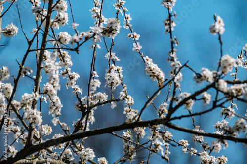 cherry tree blossoms in spring against blue sky