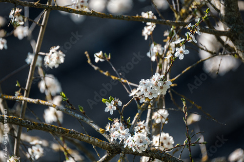cherry tree blossoms in spring against blue sky