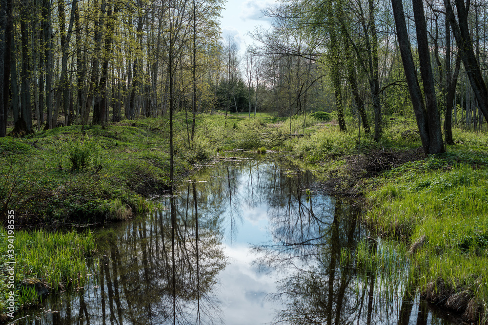 blue sky reflections in clear water pond with spring trees and mirror water