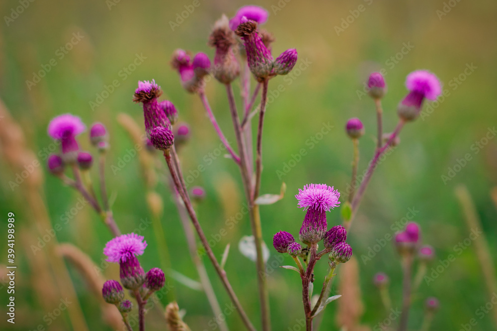 Cirsium arvense, a Creeping Thistle, blooming in the meadow. Meadow flowers. Field Thistle. Cirsium arvense, a Creeping Thistle, blooming in the meadow. Meadow flowers. Field Thistle.