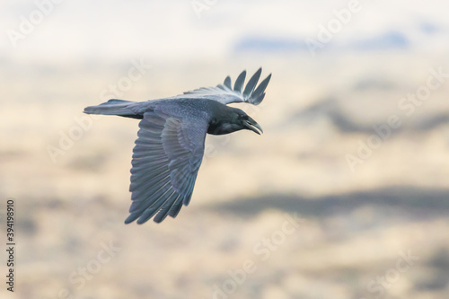 Raven in Flight Over Basalt Cliffs in Eastern Washington