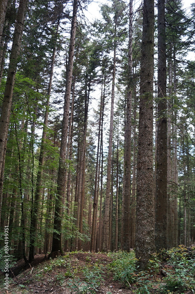 Fir trees in the forest of Vallombrosa, Tuscany, Italy Fir trees in the forest of Vallombrosa, Tuscany, Italy