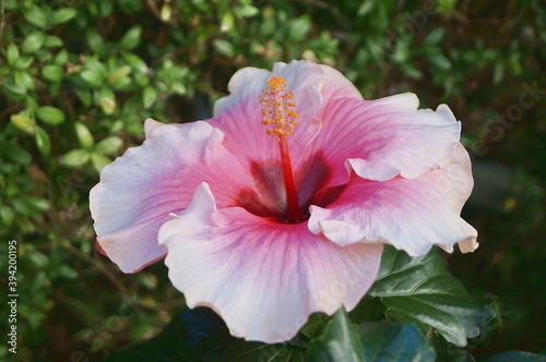 White and pink hibiscus flower in a garden