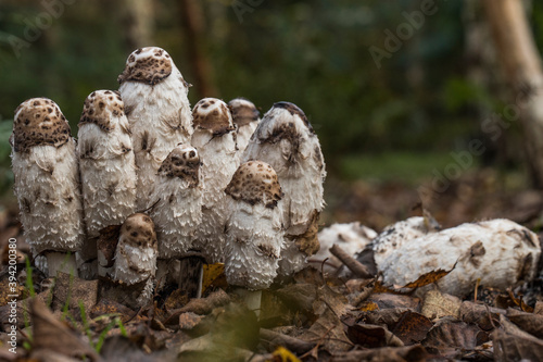 Mushrooms on guard in the forest