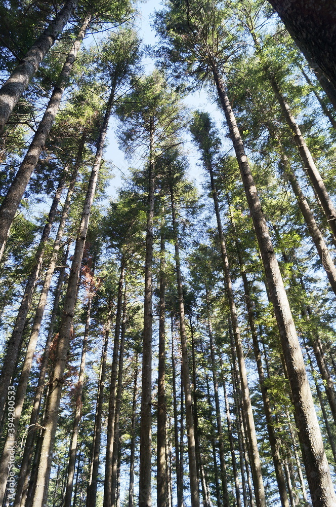 Fir trees in the forest of Vallombrosa, Tuscany, Italy Fir trees in the forest of Vallombrosa, Tuscany, Italy