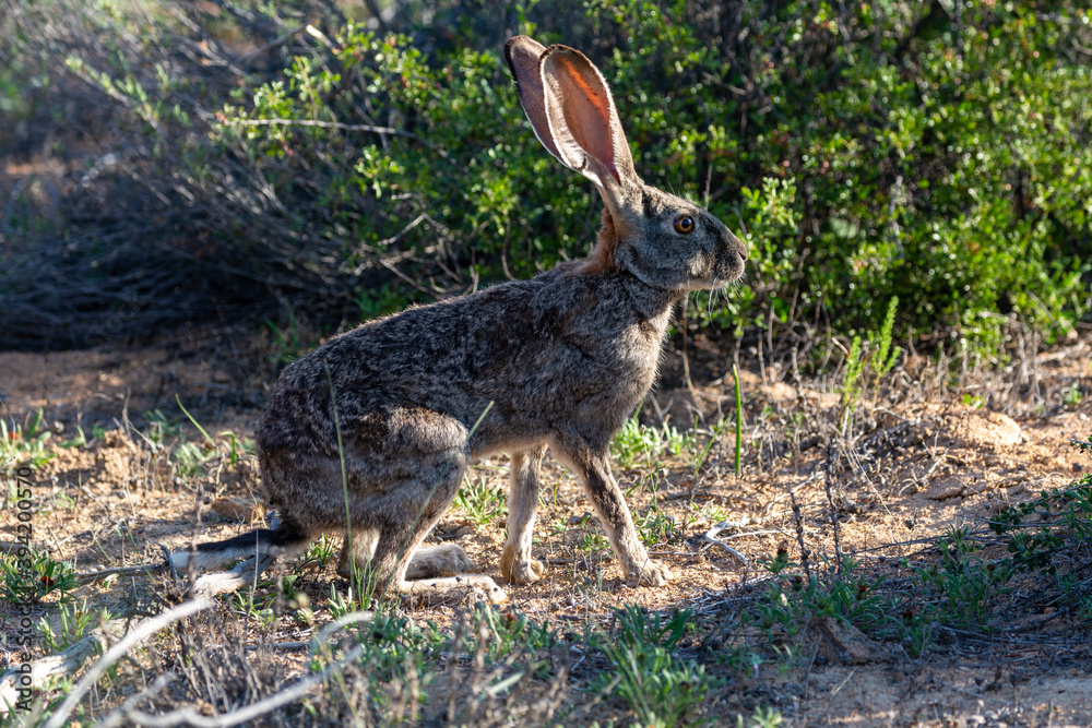 Obraz premium scrub hare