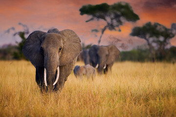 A herd of wild elephants walk through tall grass in Tarangire National Park, Tanzania, East Africa