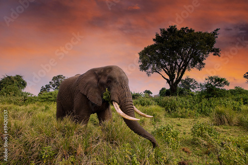 Photography Large African Elephant roaming wild in Tanzania, East Africa