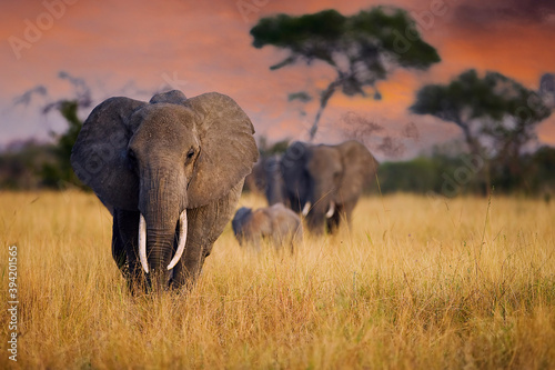 A herd of wild elephants walk through tall grass in Tarangire National Park, Tanzania, East Africa