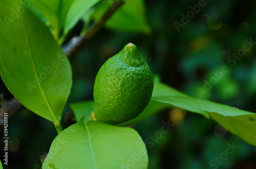 Green lemon on the tree blurred green background, an excellent source of vitamin C. blurred green lime on the tree. photo