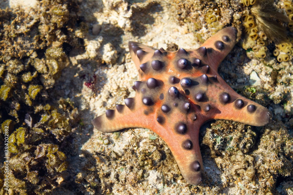 A big starfish was on the rock, Dili Timor Leste A big starfish was on the rock, Dili Timor Leste