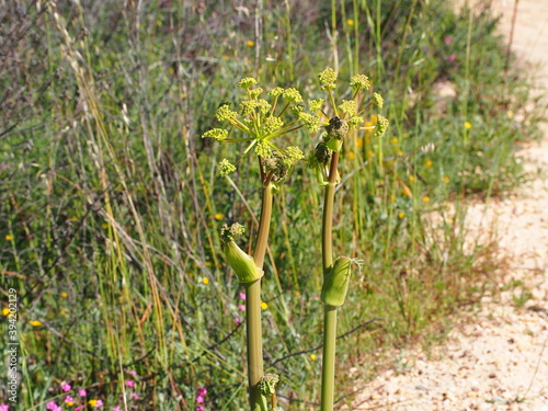 Thapsia (Thapsia villosa) photo