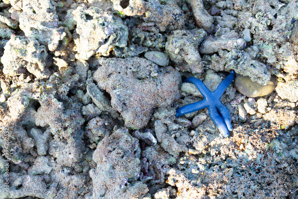 Blue fish star was at rock area in beach area, Dili Timor Leste Blue fish star was at rock area in beach area, Dili Timor Leste