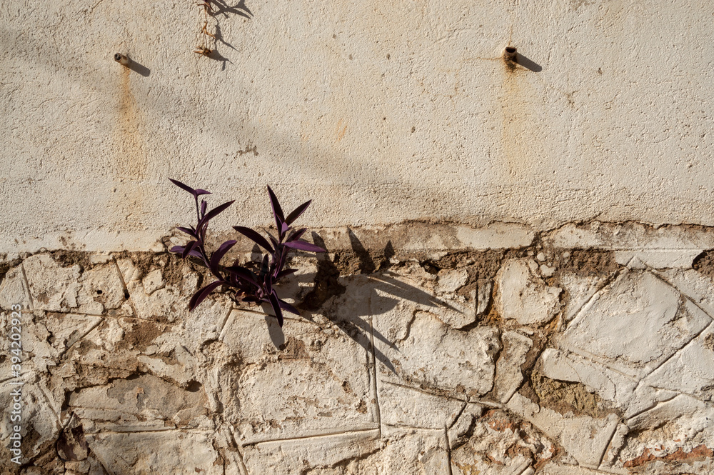 plant growing in a crack in the wall plant growing in a crack in the wall