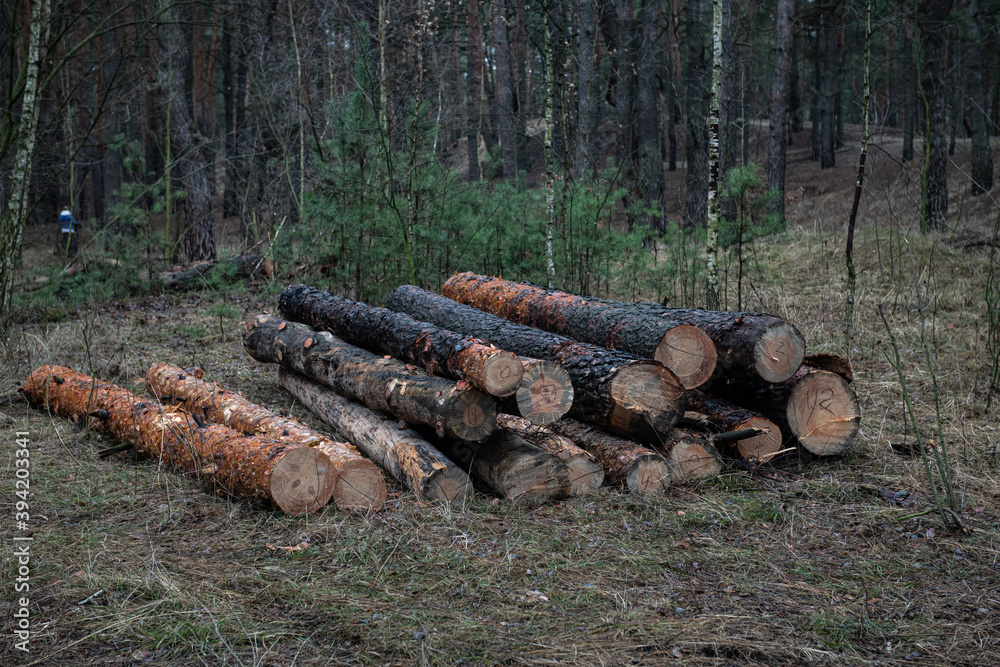 Sawn pine trees in spring forest ecology deforestation Sawn pine trees in spring forest ecology deforestation