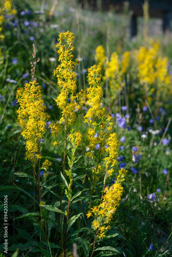 Obraz premium The European goldenrod, (Solidago virgaurea) 