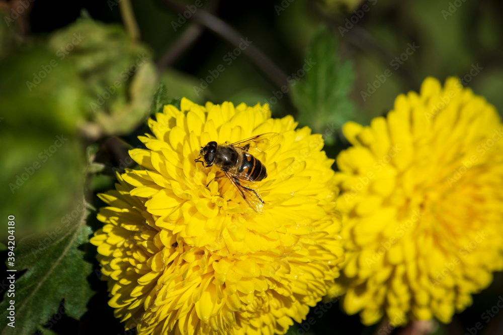 The bee on a large yellow flower collects nectar. Close-up. The bee on a large yellow flower collects nectar. Close-up.