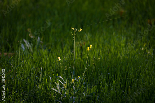 Delicate late yellow flowers on a green meadow.