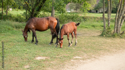 two horses grazing on a meadow © DanAndrei