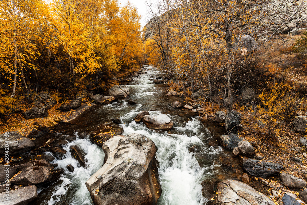Autumn view of the Bolshoy Ilgumen river at its confluence with river the Katun. Altai Republic, Russia Autumn view of the Bolshoy Ilgumen river at its confluence with river the Katun. Altai Republic, Russia