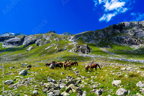 horses in Mount Hughes in Hohe Tauern Austrian Alps, Europe