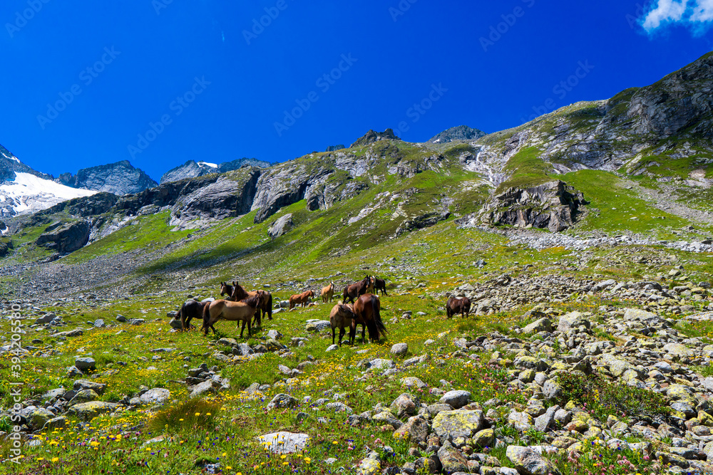 Horse in the Alpine meadow under the mountains in Hohe Tauern Austrian Alps, Europe