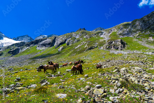 Horse in the Alpine meadow under the mountains in Hohe Tauern Austrian Alps, Europe