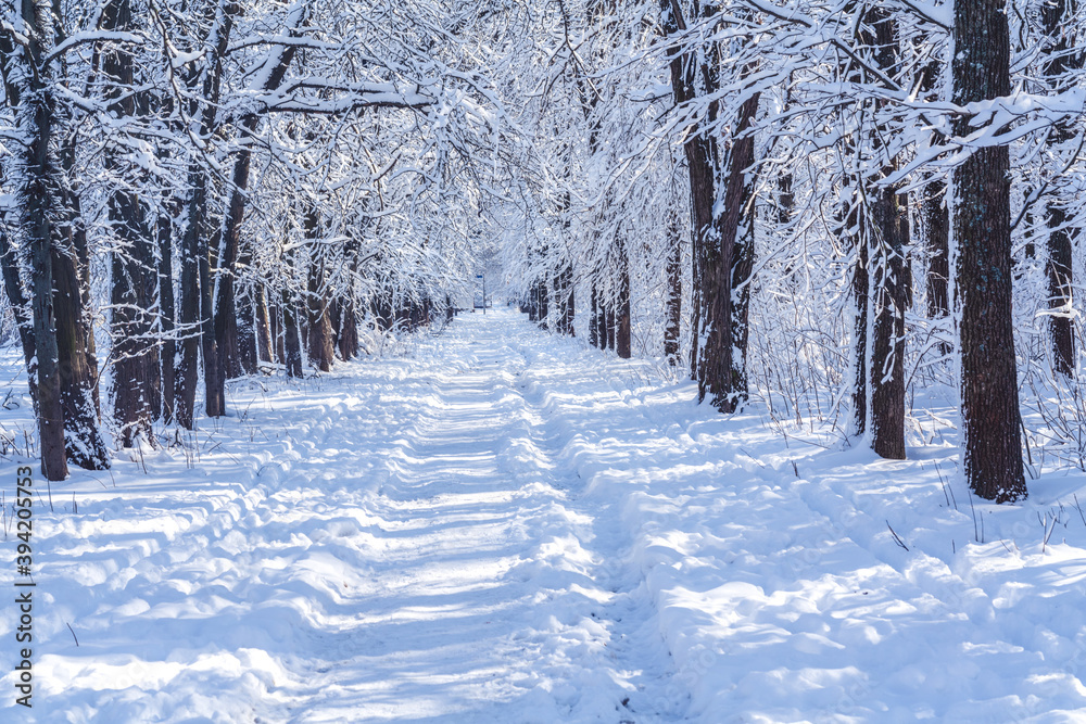 Pathway through a winter park. Snow covered trees in the grove. Pathway through a winter park. Snow covered trees in the grove.