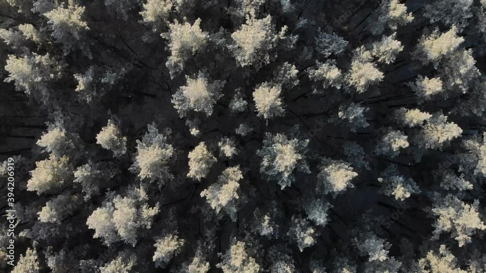 Winter nature concept. Aerial view of a winter forest