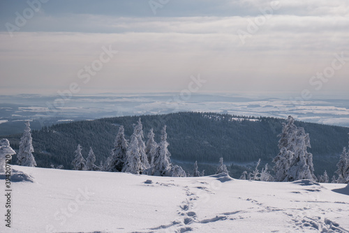 Frozen Trees in the Winter