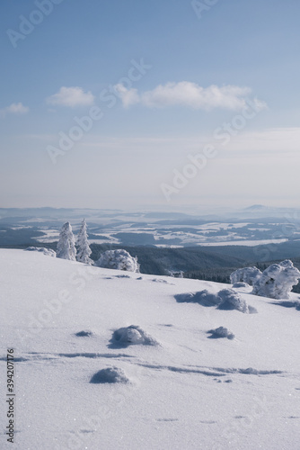Frozen Trees in the Winter