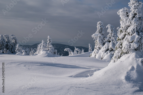 Frozen Trees in the Winter
