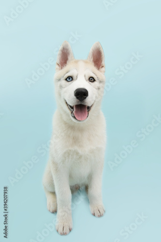 Portrait husky puppy dog sitting and looking at camera. Isolated on colored blue background.