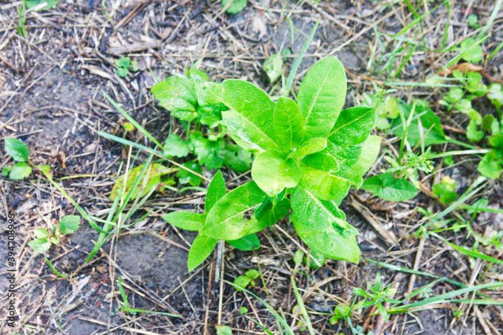 Obraz premium Syrian cotton wool sprouts. Candid.