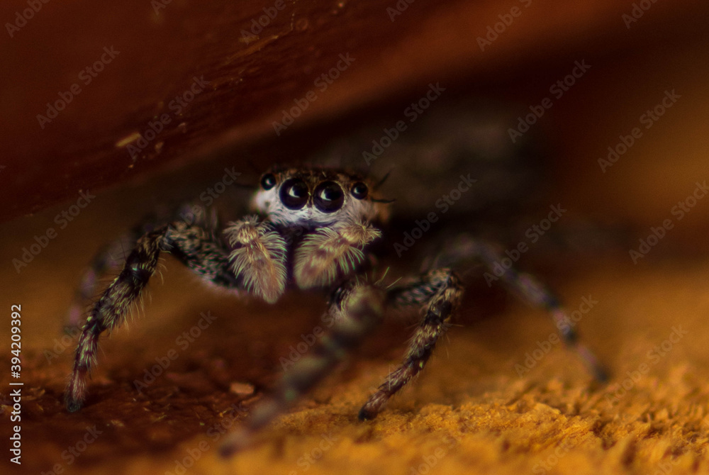 Jumping spider Jumping spider