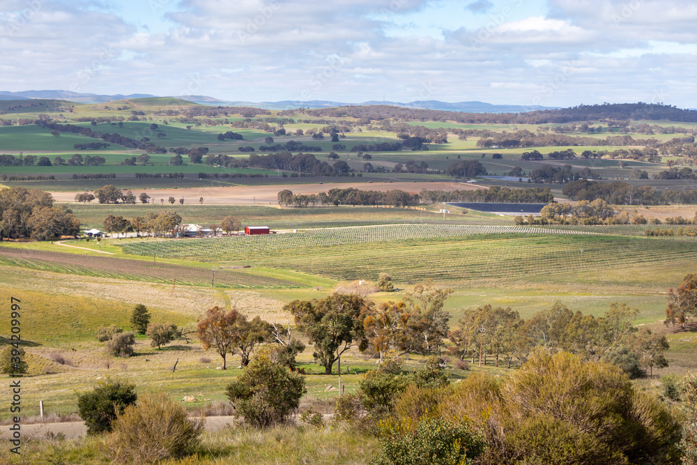 Landscape of Clare valley: vineyards, wineries and forests. Wine industry and hills at Clare valley, South Australia