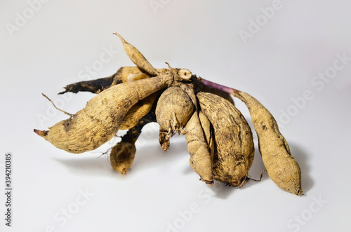 Macro photo of a clubhouse dahlia without land on a white background.  A pure rootless plant tuber. photo