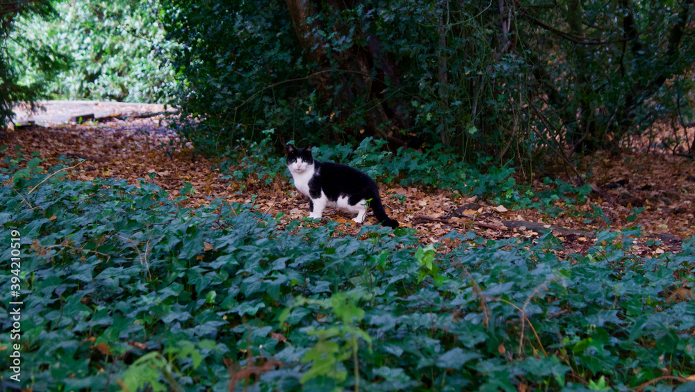 Black and white cat standing on brown autumn leaves with foliage and trees