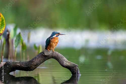 Kingfisher (Alcedo atthis) perched on a branch above a pool