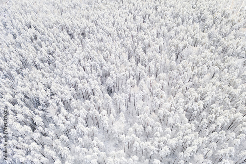 Aerial view of a winter snow covered pine forest. Winter forest texture. Aerial view. Aerial drone view of a winter landscape. Snow covered forest.