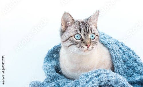 Fototapeta Naklejka Na Ścianę i Meble -  Cute cat with knitted blanket at home. Warm and cozy winter